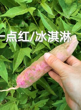 溪头五彩薯苗一点红白玉香西瓜红蜜薯苗烟薯苗食叶红薯叶紫薯