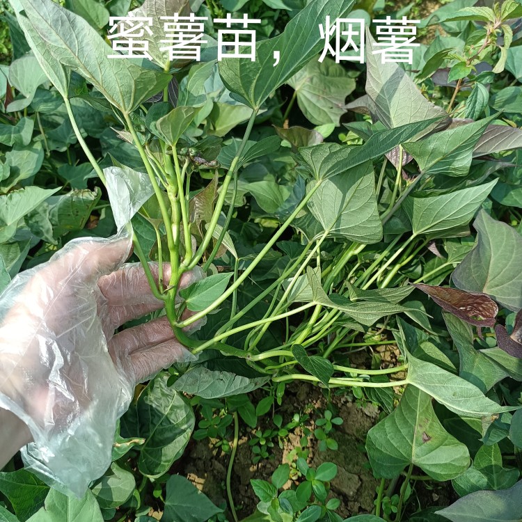 广东糖心蜜薯苗 西瓜红 烟薯番薯红薯苗种植用