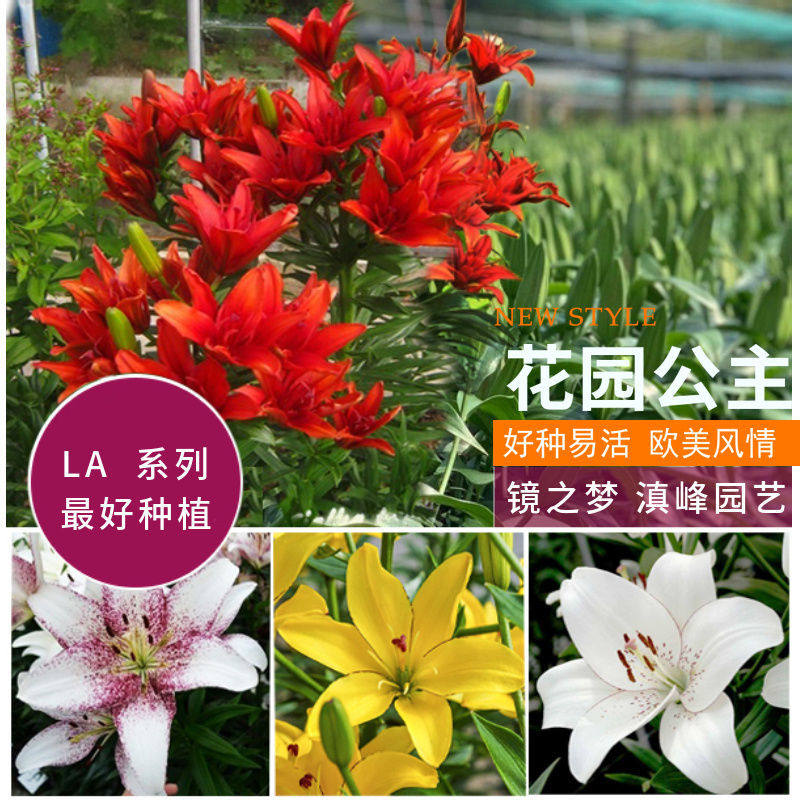 LA亚百系列3球 链接镜之梦耐寒耐热复花强包对版进口一代种球