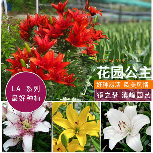 LA亚百3球进口百合花种球耐寒耐热复花强包对版进口一代种球