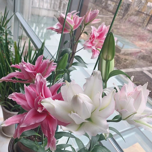 抢购25年春季百合荷兰进口重瓣百合种球盆栽地栽香味浓3-4月发