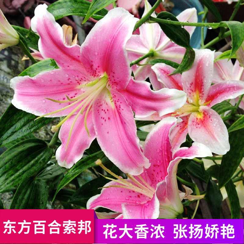 现货进口经典香水百合花种球索邦多年生园艺精品花包活包开花对版