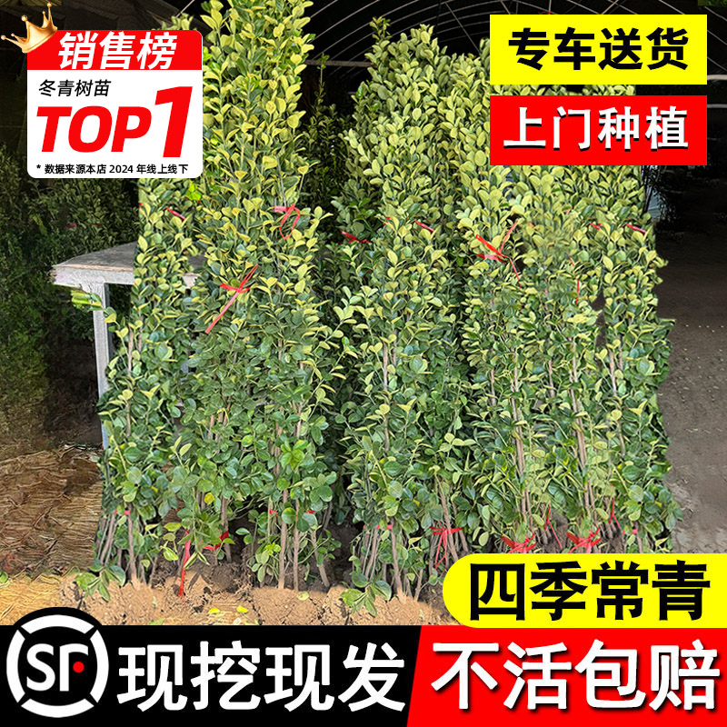 北海道黄杨冬青树苗篱笆墙围墙绿篱四季常青耐寒丛生庭院绿化植物