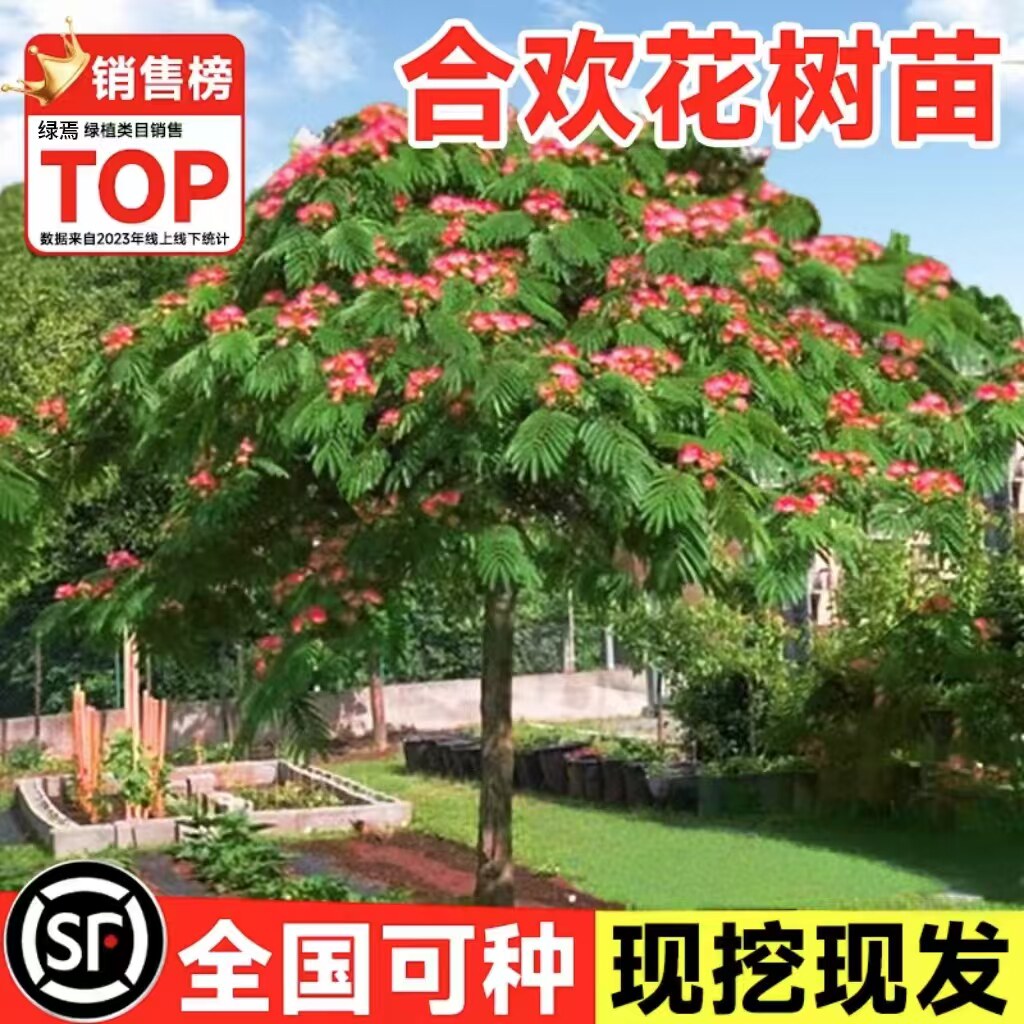 合欢花树苗绒花树行道风景大树庭院耐寒旱工程绿化乔木南北方种植