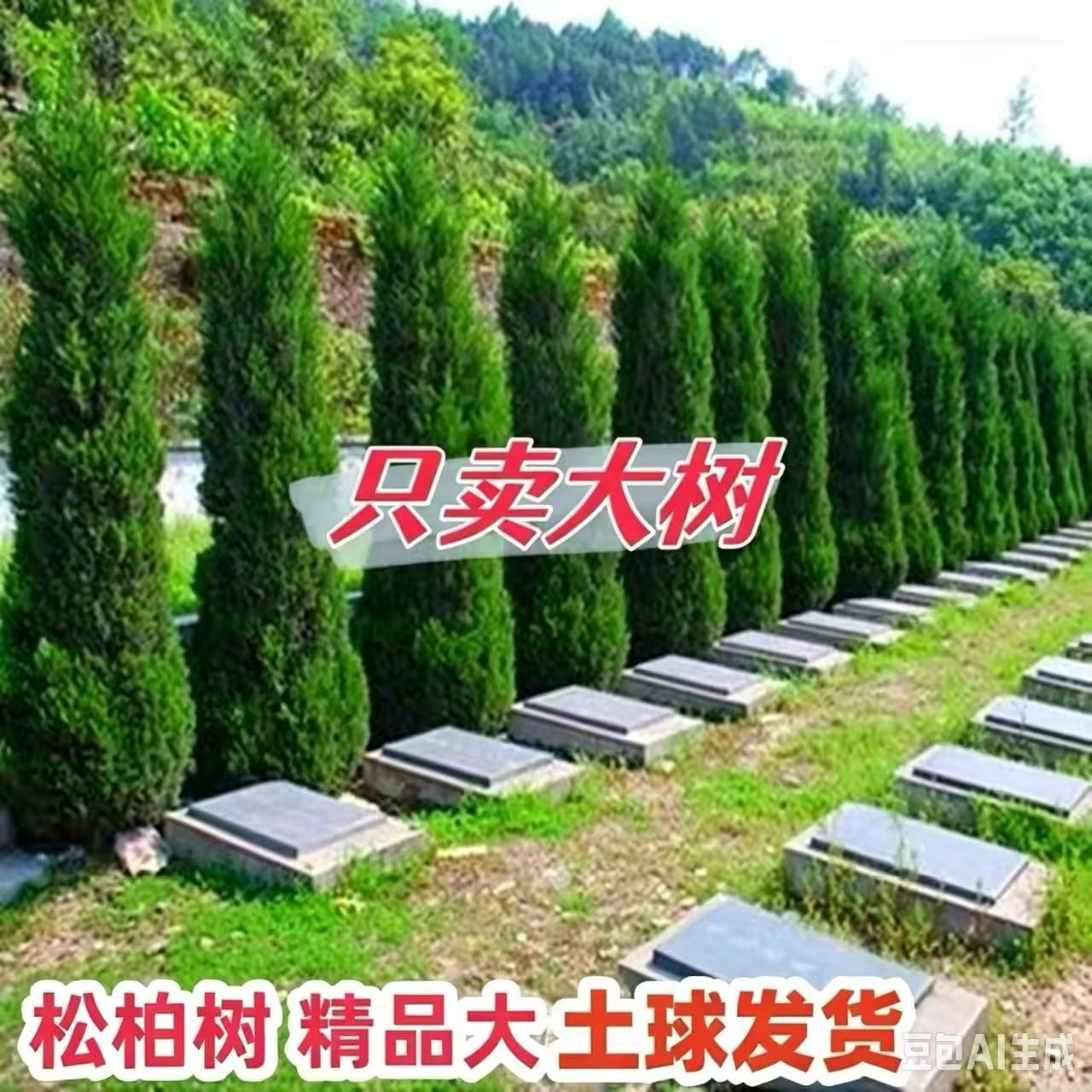 塔柏树苗松树苗侧柏树苗宝塔松柏树苗松柏树苗侧柏树苗四季常青树
