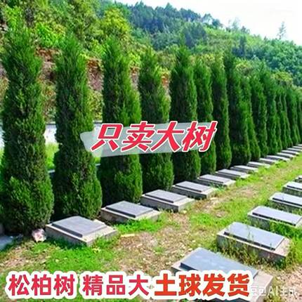 塔柏树苗松树苗侧柏树苗宝塔松柏树苗松柏树苗侧柏树苗四季常青树