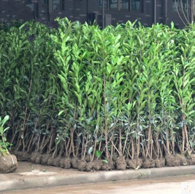 法国冬青苗庭院四季常青树苗