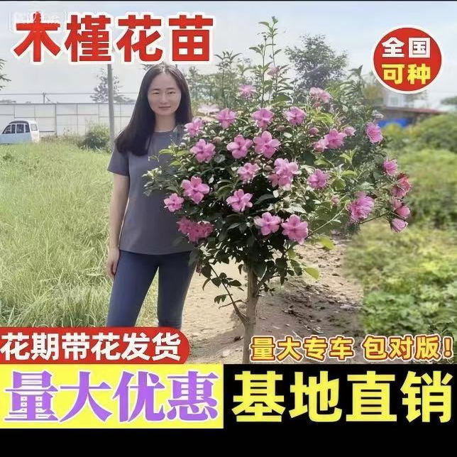 木槿花树苗好养多季开花卉盆栽地栽庭院别墅阳台绿化耐寒耐热植物