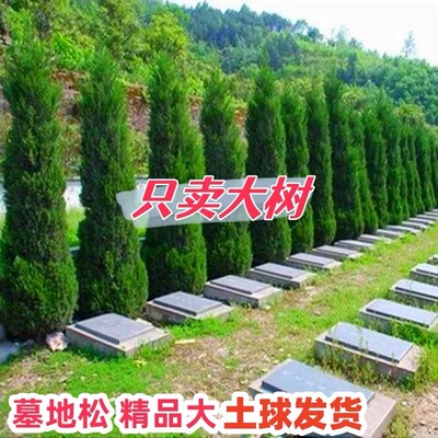 塔柏树苗松树苗侧柏树苗宝塔松柏树苗松柏树苗侧柏树苗四季常青树