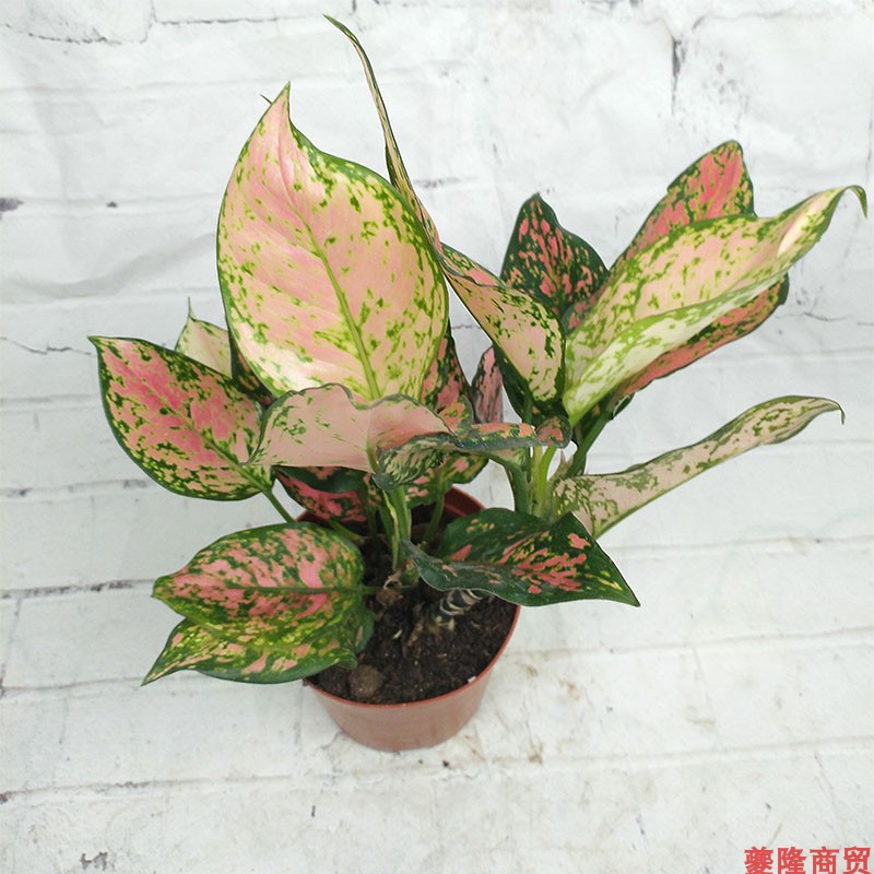 吉祥如意花小盆栽植物室内客厅吸甲醛易成活四季花卉观叶花卉绿植
