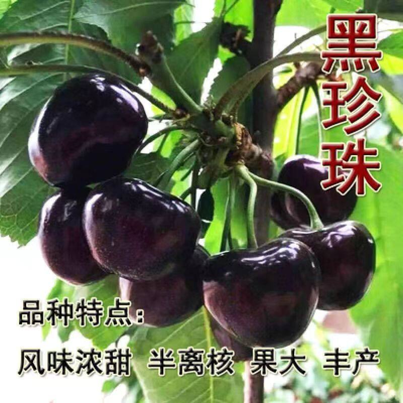 新品黑珍珠樱桃树苗明年结果特大果纯甜盆栽地栽耐寒南北方种植