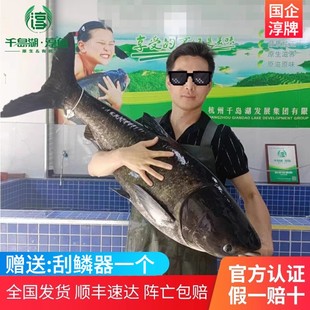 官方认证千岛湖淳牌有机鱼鲢鳙鱼原生态胖头鱼鲜活淡水包头大头鱼