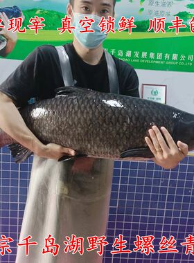千岛湖野生大青鱼螺蛳青