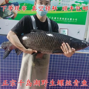 正宗千岛湖野生螺丝青鲜活大青鱼下单活鱼巨物现杀特大青鱼咨询