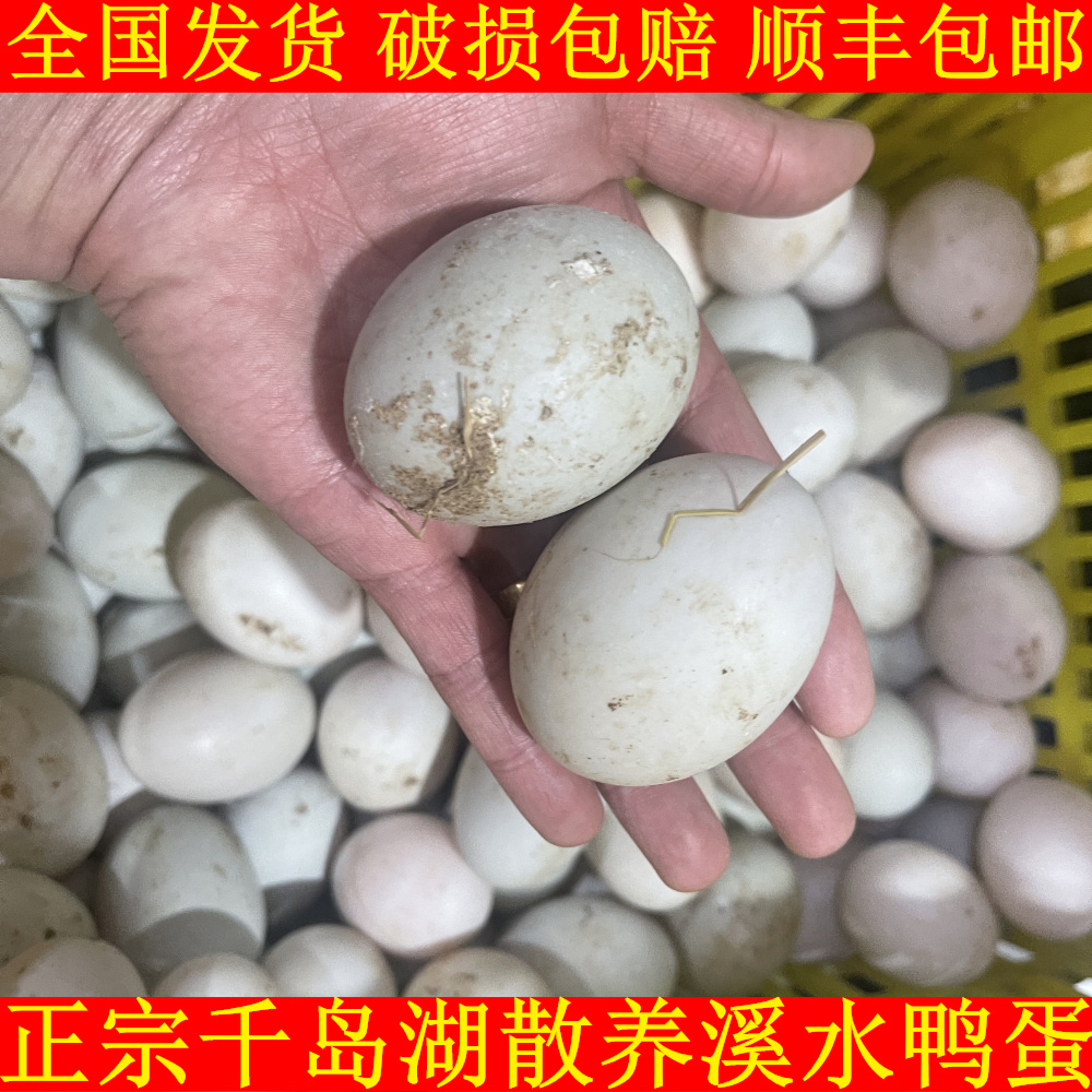 新鲜散养鸭蛋正宗千岛湖农家土鸭蛋青壳生鸭蛋绿壳鸭蛋顺丰包邮