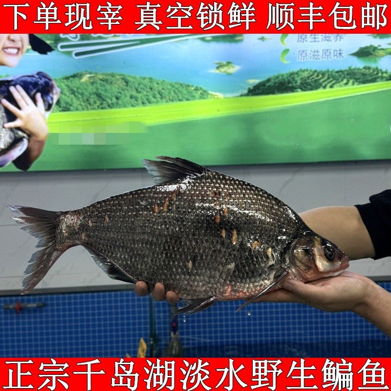 正宗千岛湖野钓鳊鱼新鲜淡水武昌鱼扁鱼下单活鱼现宰锁鲜顺丰包邮