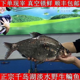 正宗千岛湖野钓鳊鱼新鲜淡水武昌鱼扁鱼下单活鱼现宰锁鲜顺丰包邮
