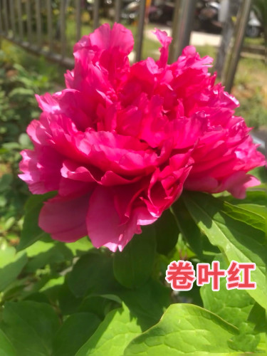 【卷叶红】正宗洛阳观赏牡丹花苗红色重瓣大花品种包对版