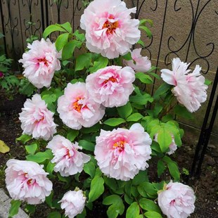 【雪映桃花】正宗洛阳牡丹花苗精品浅粉色丛状大棵根系发达易养