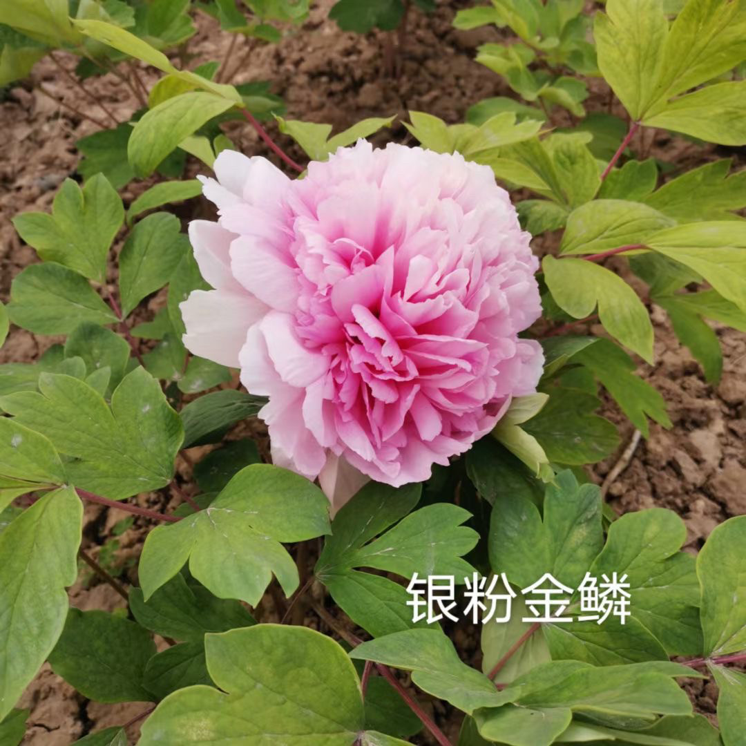 【银粉金鳞】正宗洛阳经典老品种粉红色地栽庭院盆栽美观趣味图片