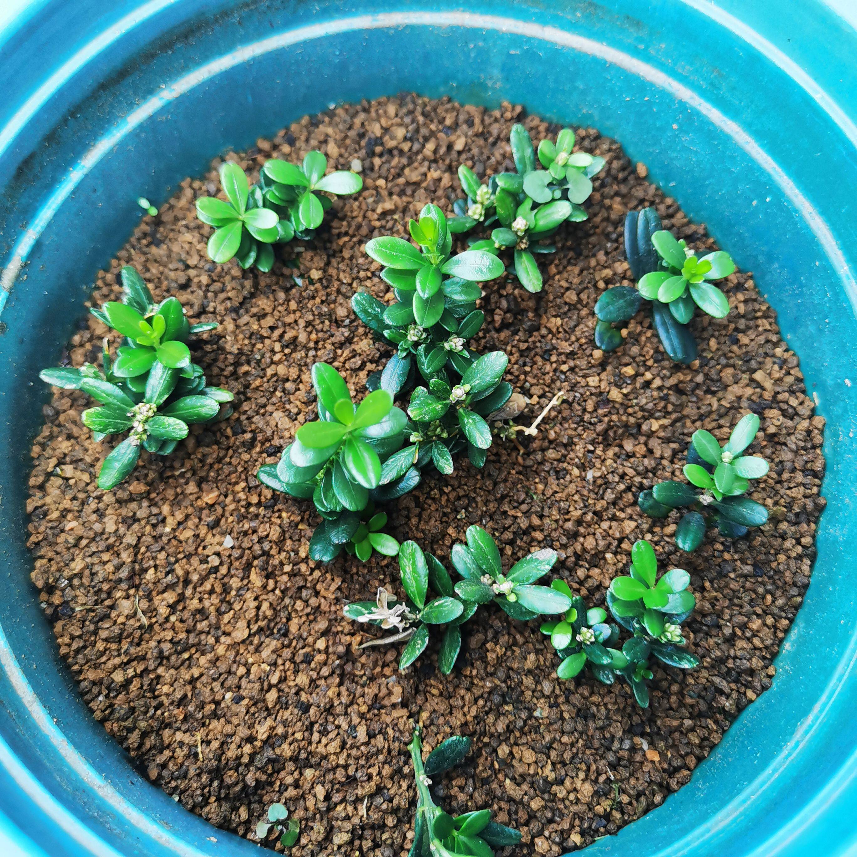 特价 凤米黄杨小苗微型盆栽掌中绿植随机发苗，单颗价格,鲜花速递/花卉仿真/绿植园艺,造型盆景,淘宝优惠券,粉丝福利购,淘宝优惠卷