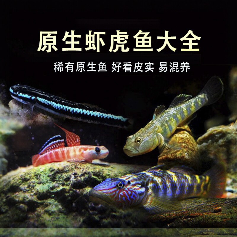 观赏鱼原生虾虎鱼红腰红唇蓝面溪吻子陵除藻吸鳅冷水鱼活体底层鱼