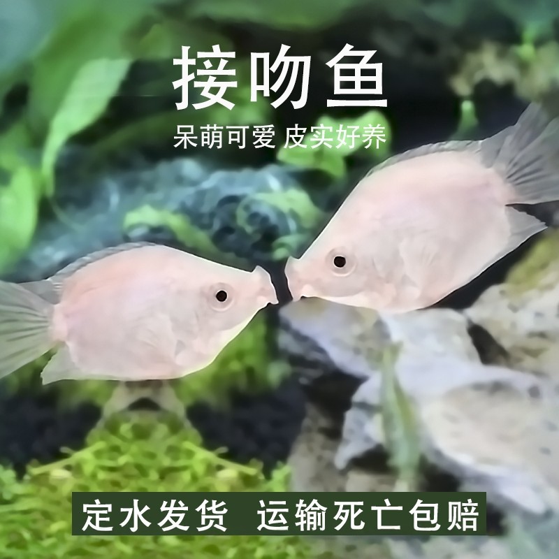 接吻鱼热带观赏小型亲嘴鱼新手好养活体宠物淡水鱼不打氧原生,宠物/宠物食品及用品,鱼,淘宝优惠券,粉丝福利购,淘宝优惠卷