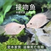 接吻鱼热带观赏小型亲嘴鱼新手好养活体宠物淡水鱼不打氧原生