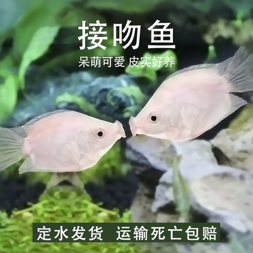接吻鱼活体亲嘴鱼新手练手鱼好养