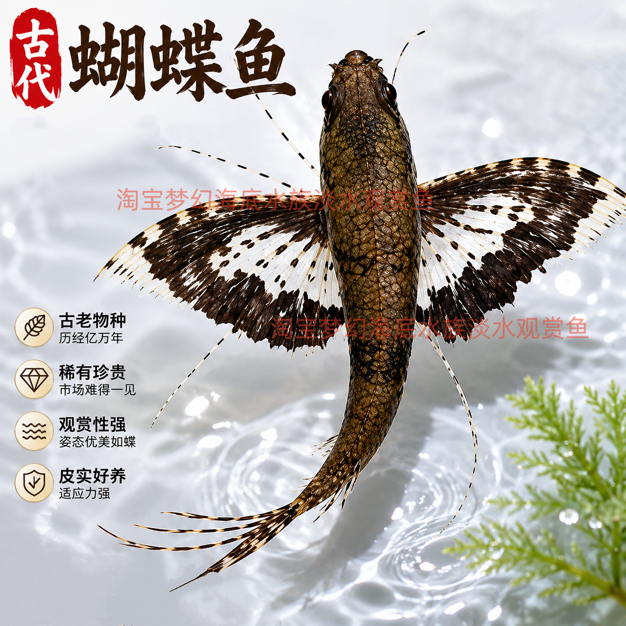 热带观赏鱼淡水鱼古代蝴蝶鱼上层