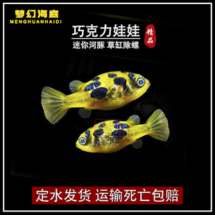 巧克力娃娃鱼观赏鱼除螺高手蜗牛克星活体河豚潜水艇鱼小型热带鱼