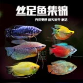 丝足鱼集锦热带淡水观赏鱼曼龙鱼血红丽丽鱼小型好养耐活新手推荐