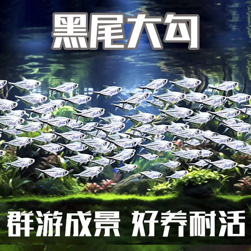 黑尾大勾鱼草缸群游淡水灯鱼