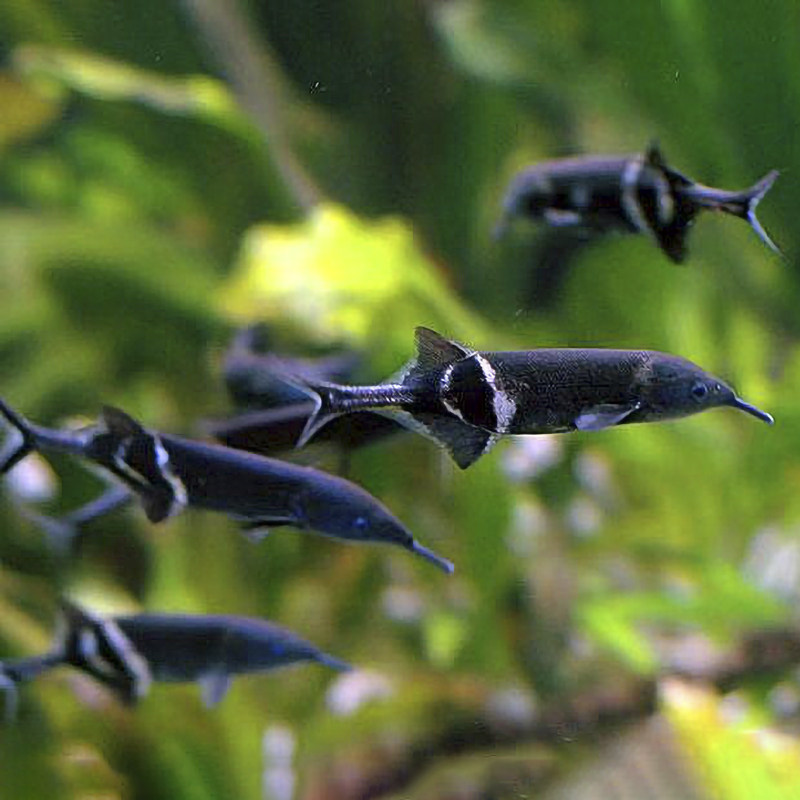 热带观赏鱼淡水非洲象鼻鱼鹳嘴长颌鱼海豚鱼象鼻子鱼活体宠物稀有