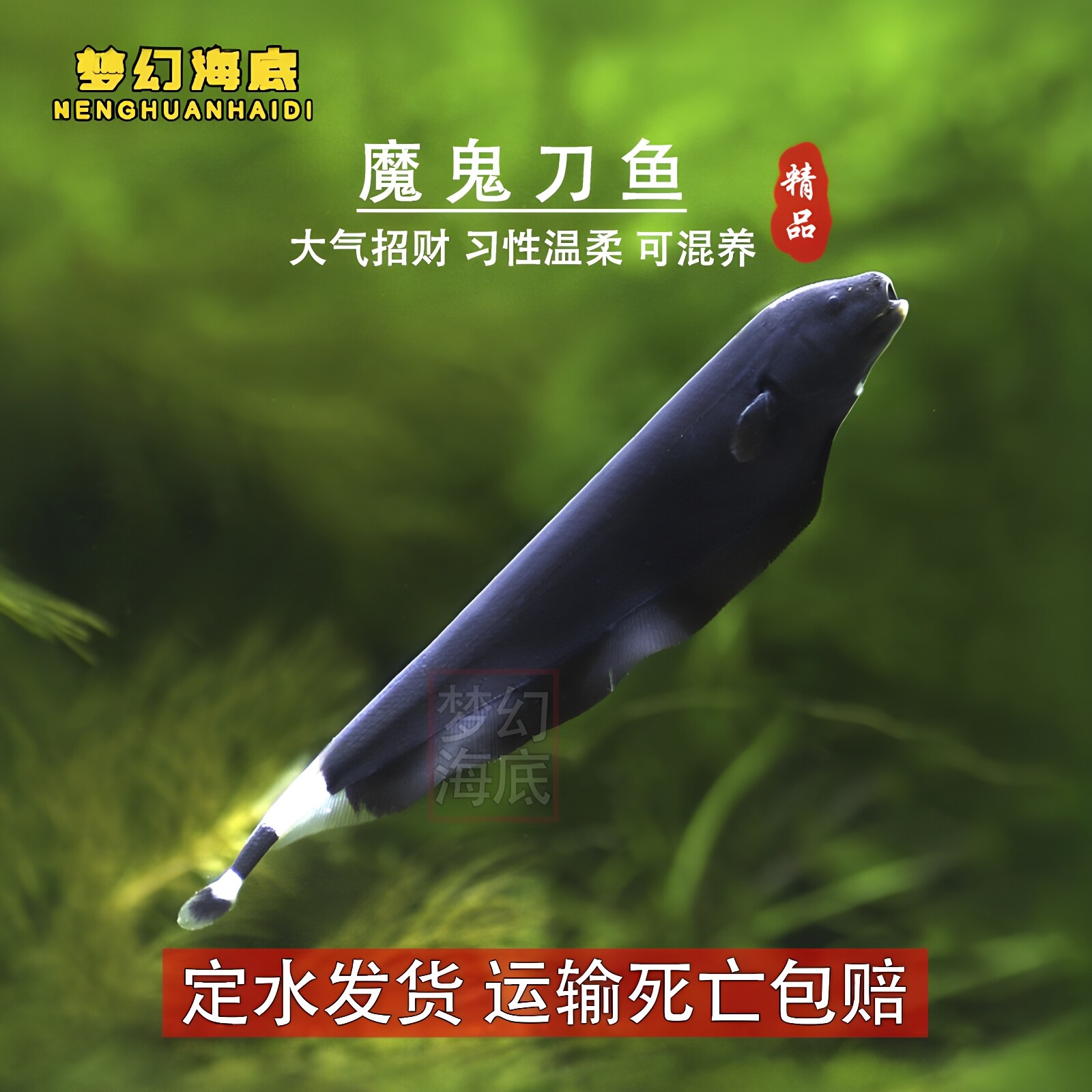 魔鬼刀鱼热带鱼淡水鱼观赏鱼活体黑羽毛鱼苗可混养宠物招财羽毛鱼