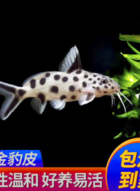 白金豹皮鱼倒吊猫底栖鱼南美清洁鱼热带鱼观赏活体鱼精选发货