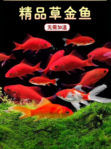 淡水锦鲫冷水草金鱼不加温观赏鱼