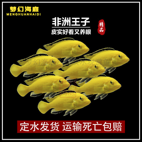 非洲王子三湖慈鲷热带观赏鱼淡水