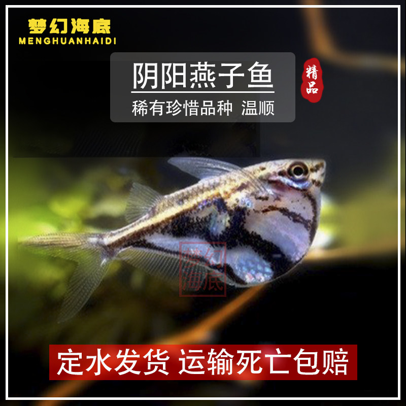 阴阳燕子鱼黑间燕子云石斧头燕子南美鱼上层鱼云石小型观赏鱼活体