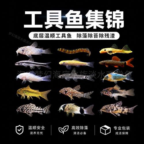 除藻工具鱼鱼缸清洁除渣热带淡水
