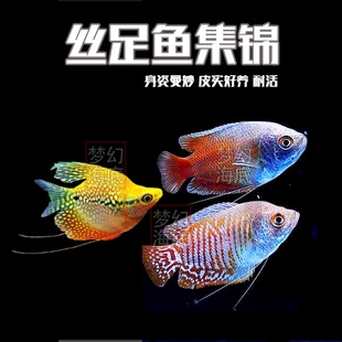 丝足鱼七彩丽丽五彩丽丽蓝曼龙鱼马甲吃蛋白虫热带观赏鱼小型鱼好