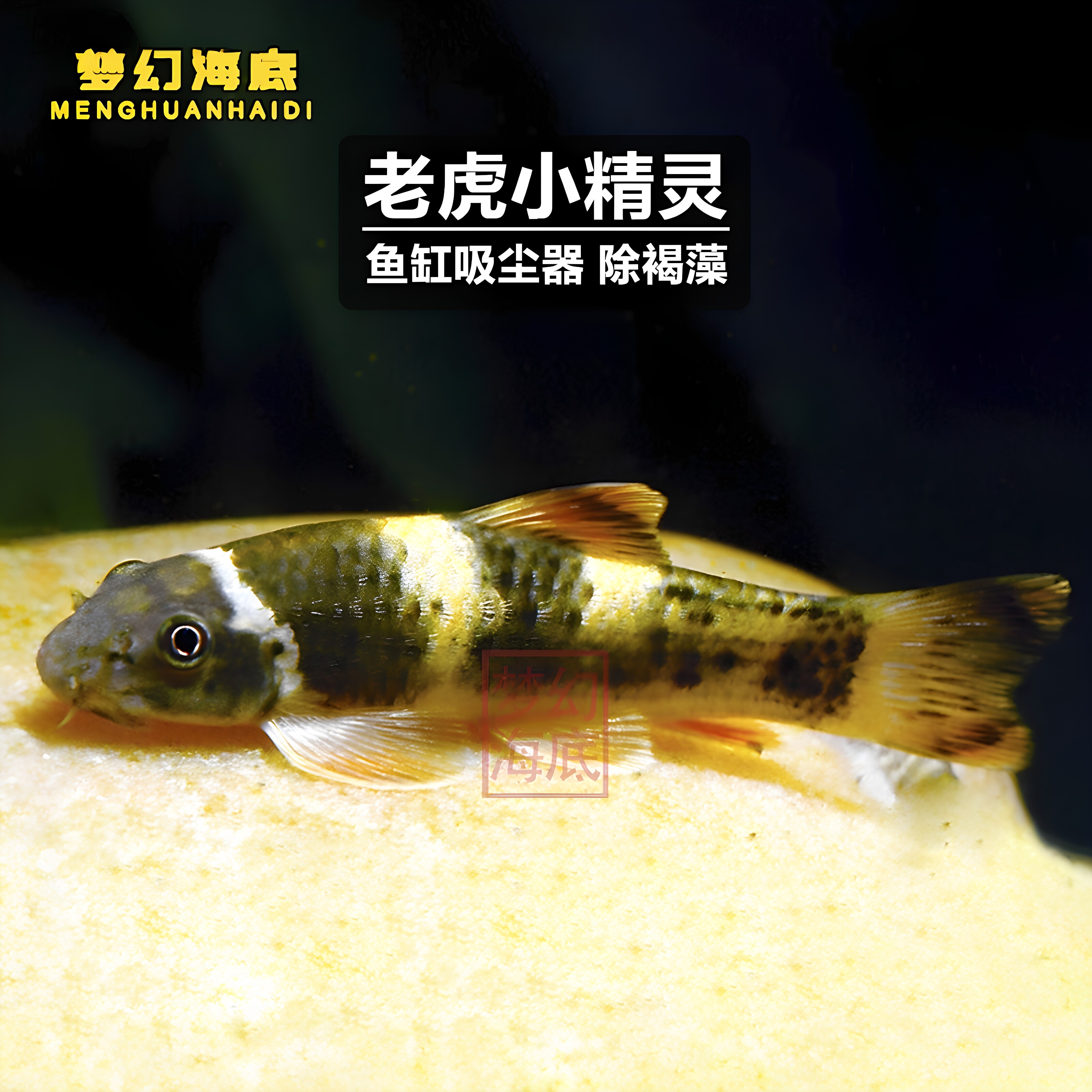 老虎小精灵鱼热带淡水鱼缸吸尘器图片