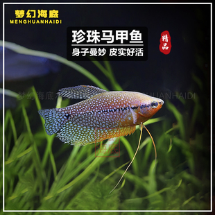珍珠马甲鱼小型热带观赏鱼淡水鱼混养好养耐活宠物鱼曼龙鱼丝足鱼