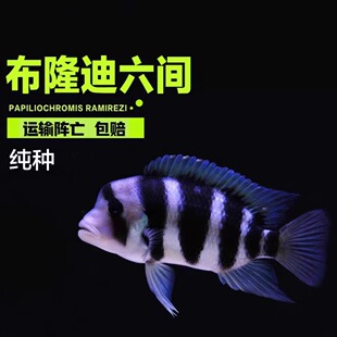 布隆迪六间皇冠坦鲷萨伊蓝三湖慈鲷鱼鹅头活体热带淡水进口观赏鱼