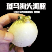 淡水河豚斑马狗头河豚鱼斑狗头鱼苗热带鱼观赏鱼凶猛鱼苗活体鱼
