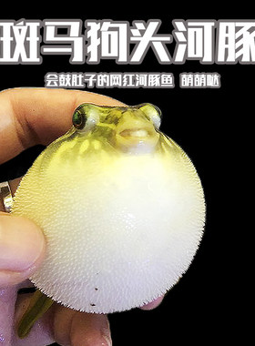 斑马狗头河豚鱼鼓肚子淡水热带鱼