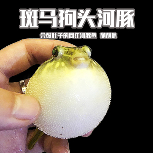 淡水河豚斑马狗头河豚鱼斑狗头鱼苗热带鱼观赏鱼凶猛鱼苗活体鱼