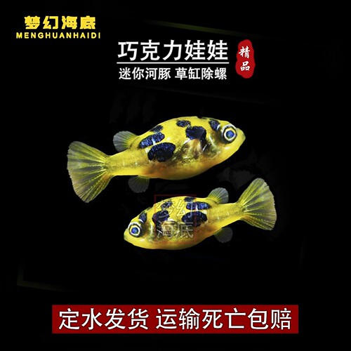 巧克力娃娃河豚淡水热带鱼除螺鱼
