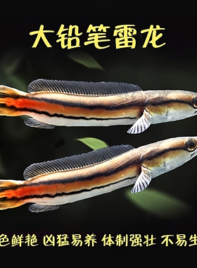 中大型热带观赏鱼铅笔雷龙鱼龙鱼配鱼红铅笔鱼大盾红尾上口鱼稀有