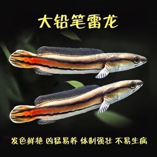 中大型热带观赏鱼铅笔雷龙鱼龙鱼配鱼红铅笔鱼大盾红尾上口鱼稀有